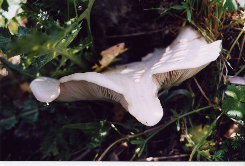 l''oro delle Madonie: P. nebrodensis (u funciu ri basiliscu)